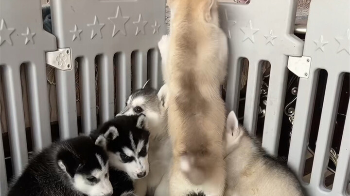 Ketika anjing husky bertemu dengan seseorang yang lebih pandai berdebat daripadanya, akibatnya….