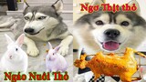 Thú Cưng TV | Ngáo Và Ngơ #36 | chó thông minh vui nhộn | Pets funny cute smart dog