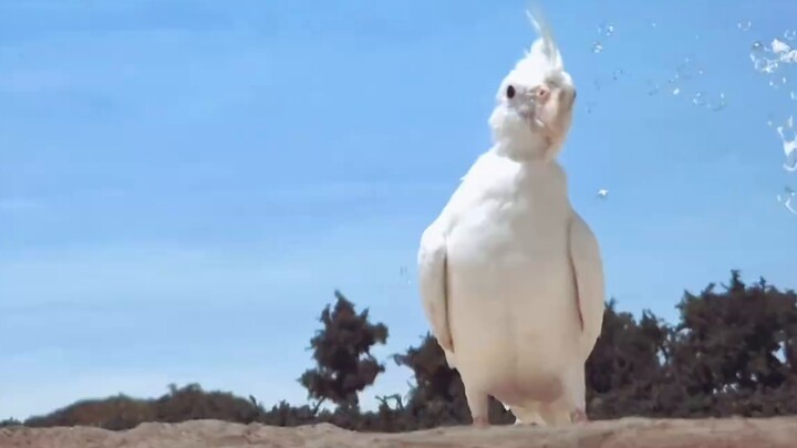 [Efek Khusus] ED kedua Little Chicken yang memberi penghormatan kepada Ultraman Tiga!