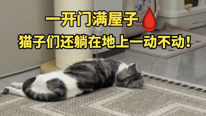 Kalau nggak punya mental kuat, jangan coba-coba pelihara kucing!