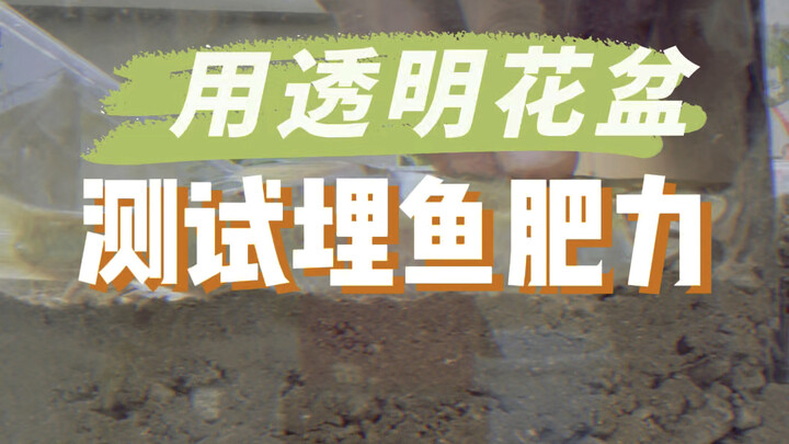 用透明花盆测试埋鱼的肥力，底下的情况每天看得一清二楚！