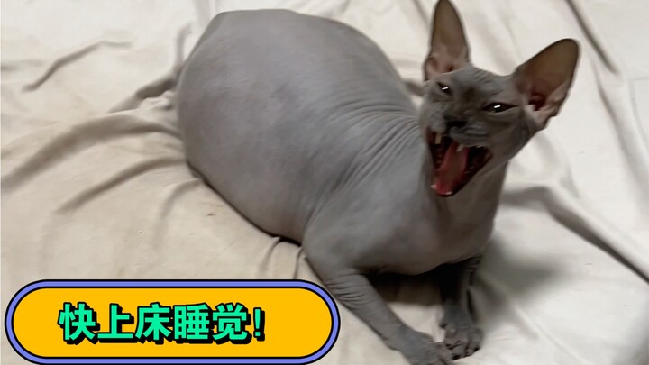 This is the plight of me keeping a hairless cat in winter…