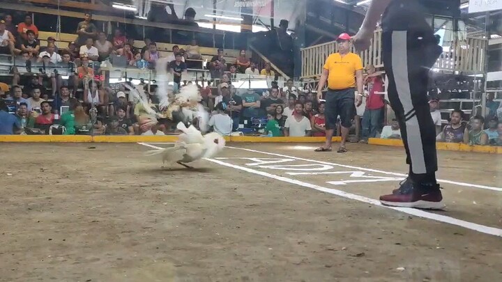 first fight 2hit ulutan morong Rizal own blend white hatch (win)