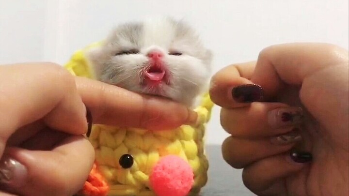 Ini lucu banget, kucing kecil yang merupakan harta karun di dunia ini, wajib ditonton para pria gaga