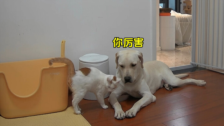 Serial besar "Melihat"