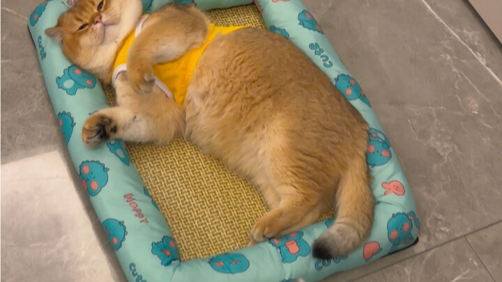 猫：干嘛老拿个玩具小刀来扎我？？？？？