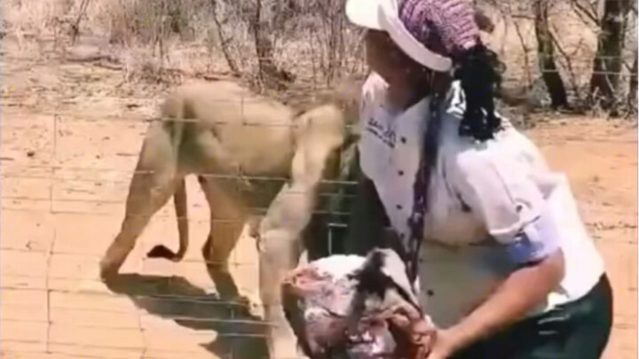 ทำให้สิงโตโมโห #พากย์ตลก