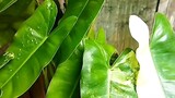 Kuya Kheng: My favourite Plants ♥️♥️♥️