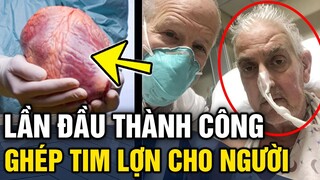 Lần đầu tiên ghi nhận ca ghép tim 'TỪ LỢN SANG NGƯỜI' đánh dấu BƯỚC TIẾN LỊCH SỬ | Tin 3 Phút