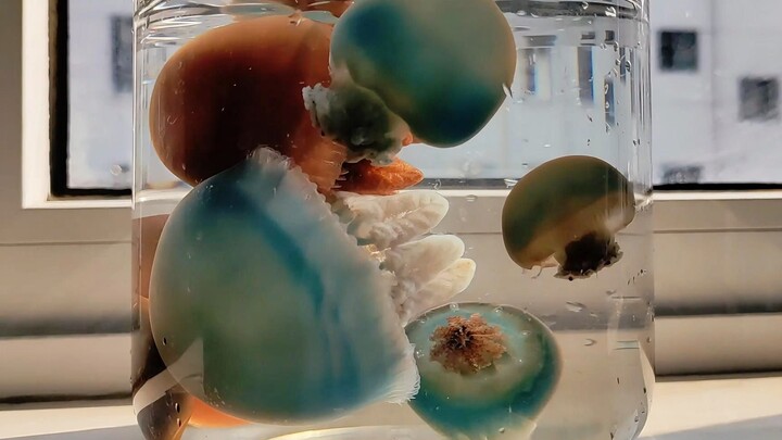 อากาศดีมาก ตากไข่เยี่ยวม้าและแมงกะพรุนกันหน่อย