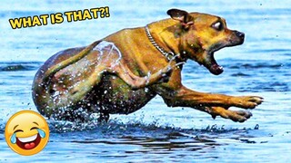 Funniest Animal Videos 2023😅 Best Funny Cats & Dogs Videos🥰 v1