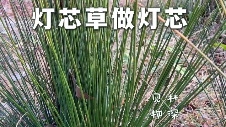 Bisa nggak sih pakai serabut rumput lampu buat nyalain cahaya?