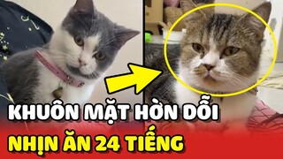 Khuôn mặt HỜN DỖI của 2 thanh niên Mèo bị bắt NHỊN ĂN 24 tiếng 😂 | Yêu Lu