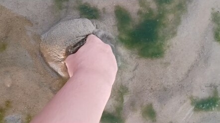 อยู่ริมทะเลเยียนไถ เจอฉลามตัวหนึ่ง โชคดีที่ฉันแข็งแกร่งพอ