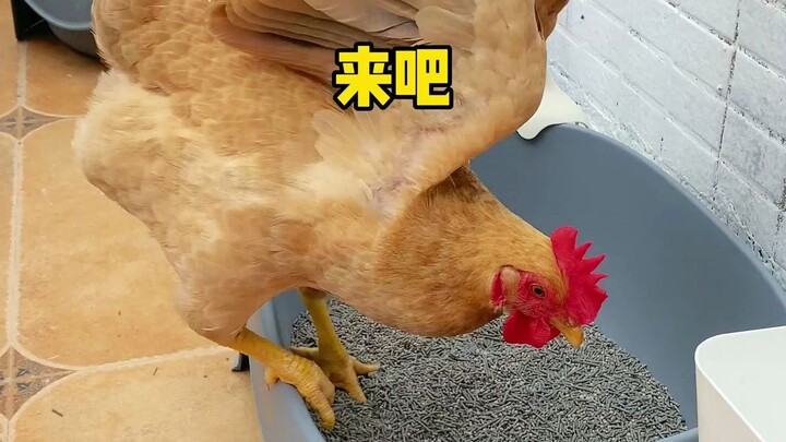 Ayam yang begitu penurut sampai membiarkanmu memotong bulunya untuk dijadikan tongkat mainan kucing 