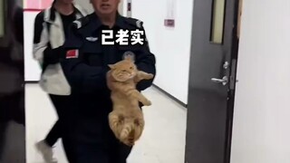 "Kucing di Sekolah Menengah"