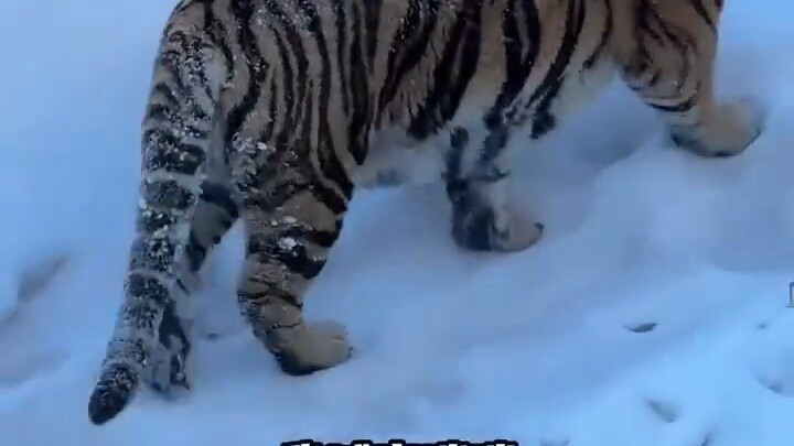 นักท่องเที่ยวเรียกเสือไซบีเรียว่า "มีมี่" สีหน้าของเสือก็สดใสขึ้น ชาวเน็ต: ผู้อำนวยการสวนสัตว์พยายาม