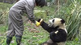 我的天呐！熊猫伸手向饲养员要笋子，太像人了！