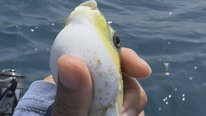 Cá nóc không giận thì phải làm sao～