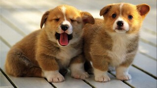 รวมสัตว์เลี้ยงที่น่ารักที่สุดในโลก