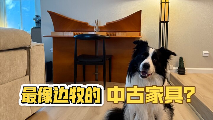 Saya umumkan, saya telah menemukan furnitur bekas yang paling mirip dengan Border Collie!