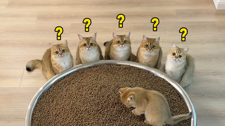 Berapa banyak dua belas kucing bisa buang air besar?