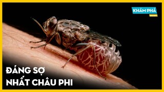 Ruồi Xê Xê - Loài HÚT MÁU Đáng Sợ Và Nguy Hiểm Nhất Thế Giới | Khám phá trái đất