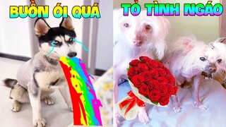 Thú Cưng Vlog | Ngáo Phá Hoại Và Đầu Moi #6 | Chó thông minh vui nhộn | Smart dog funny pets
