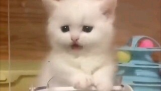 Little milk cat... hehe 🤤🤤🤤