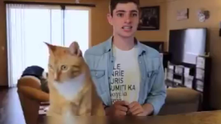 Ketika temanmu kecanduan mengelus kucing dan tak bisa berhenti... Sungguh nyata!