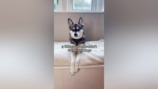 How many did you know? LearnOnTikTok dogs