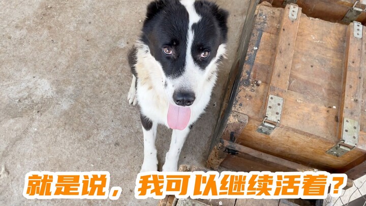 一只将被处死的中亚牧羊犬，我们又给了它一次做狗的机会