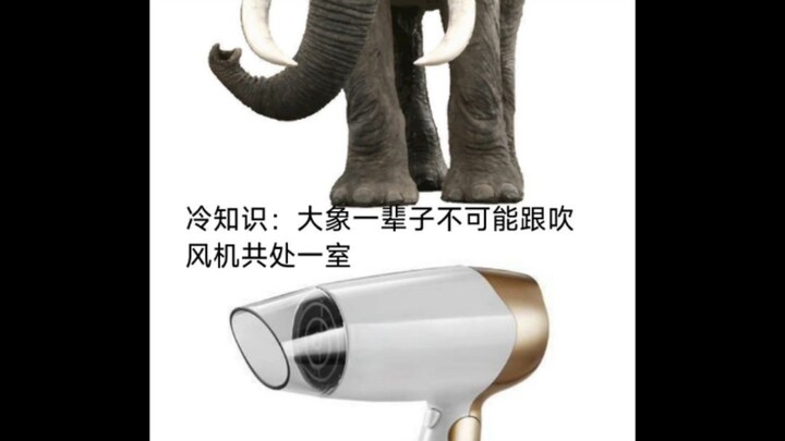 Fun fact: An elephant can never share a room with a hair dryer for its entire life.