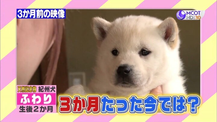 Shimura Zoo สวนสัตว์มหาสนุก #11