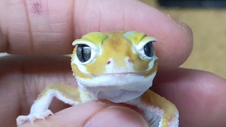 Bisa dibilang wajahnya tampan dan cantik (gecko ekor berdaging)