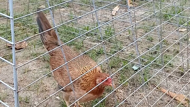 sweater yellow legs hacht