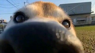 As soon as I came in, I saw a dog's nose.