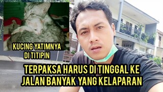 Anak Kucing Yatim Piatu Ini Sedih Saat Di Tinggal Memberi Makan Kucing Di Jalanan..!