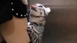 أكثر قطة غير جادة رأيتها على الإطلاق