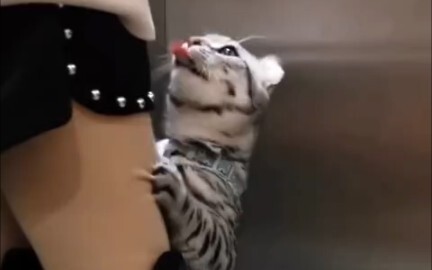 见过最不正经的猫咪