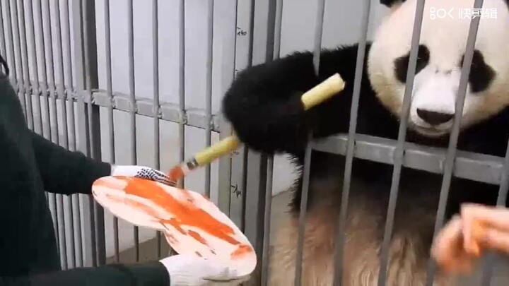 【Gấu trúc lớn Như Ý】Như Ý Skey lại vẽ tranh rồi