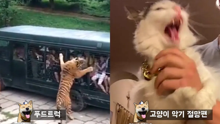 ทำไมคุณไม่ควรประมาทกับ Tiger Safari Funny Animal Meme