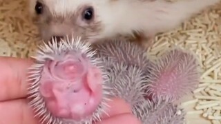 Con nhím mới sinh thật dễ thương
