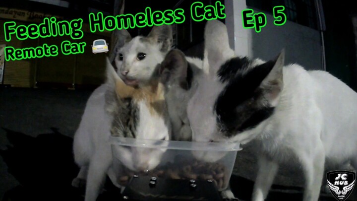 Feeding Homeless Cat with Remote Car! 🚘 #straycat #straycatvideos #staycats #cats #catslover
