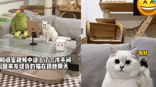 闺蜜：？？？ 我的猫：我想她被我迷住了