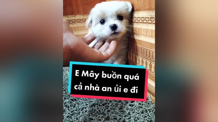 Mn an ủi Mây giúp tớ với huhu. cunyeucuadua chó chócon chókhôn chócute xuhuong fyp