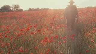 【花系群像混剪】-愿此时平淡，若彼时灿烂
