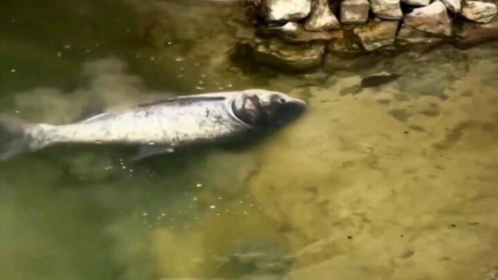 صبي يمرّ ببركة السمك الخاصة بأسرته وهو يطلق الألعاب النارية، فيشعلها ويرميها في الماء، وفي الثانية ا