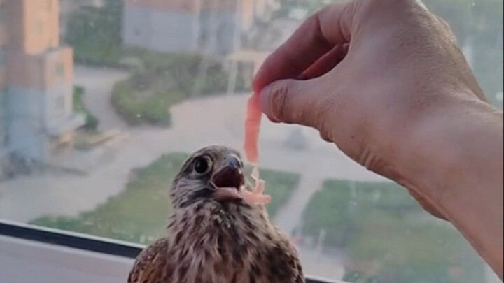 Bumped into a Little Sparrowhawk, fed it some shredded meat.