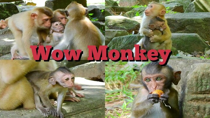 WOW ORPHAN BABY MONKEY STRANGE TO LIVE WITH ALL MONKEYS IN GROUP, BABY MONKEY WILL BE STRONGER BABY